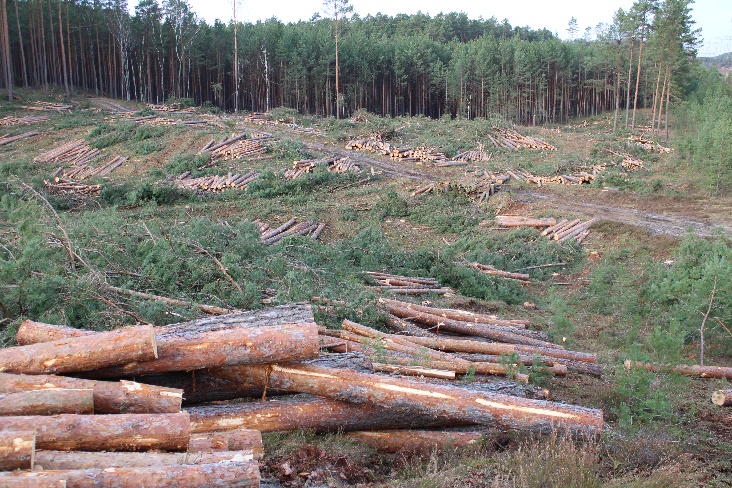 abgeholzter Wald